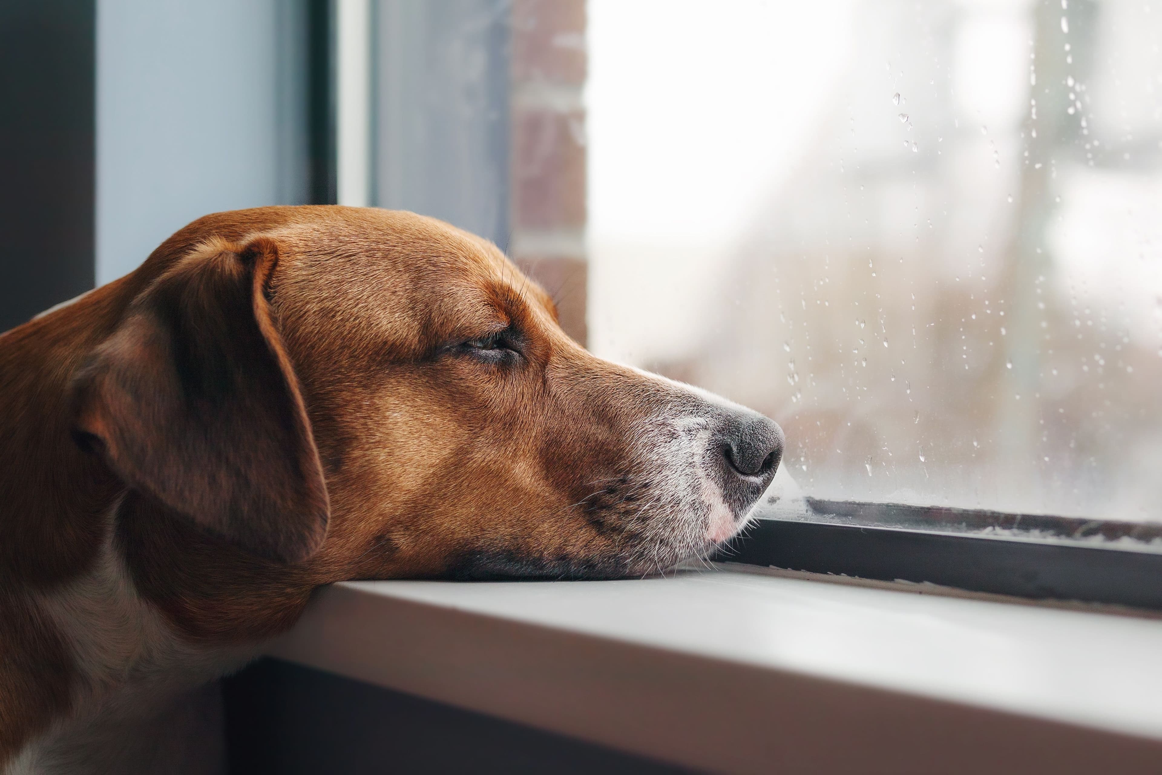 uttråkad hund som vilar huvudet på fönsterbrädan