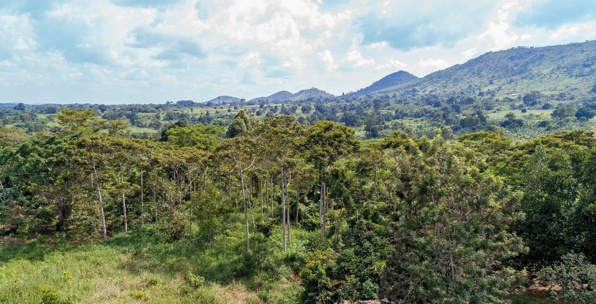 regnskogen i Khasi hills