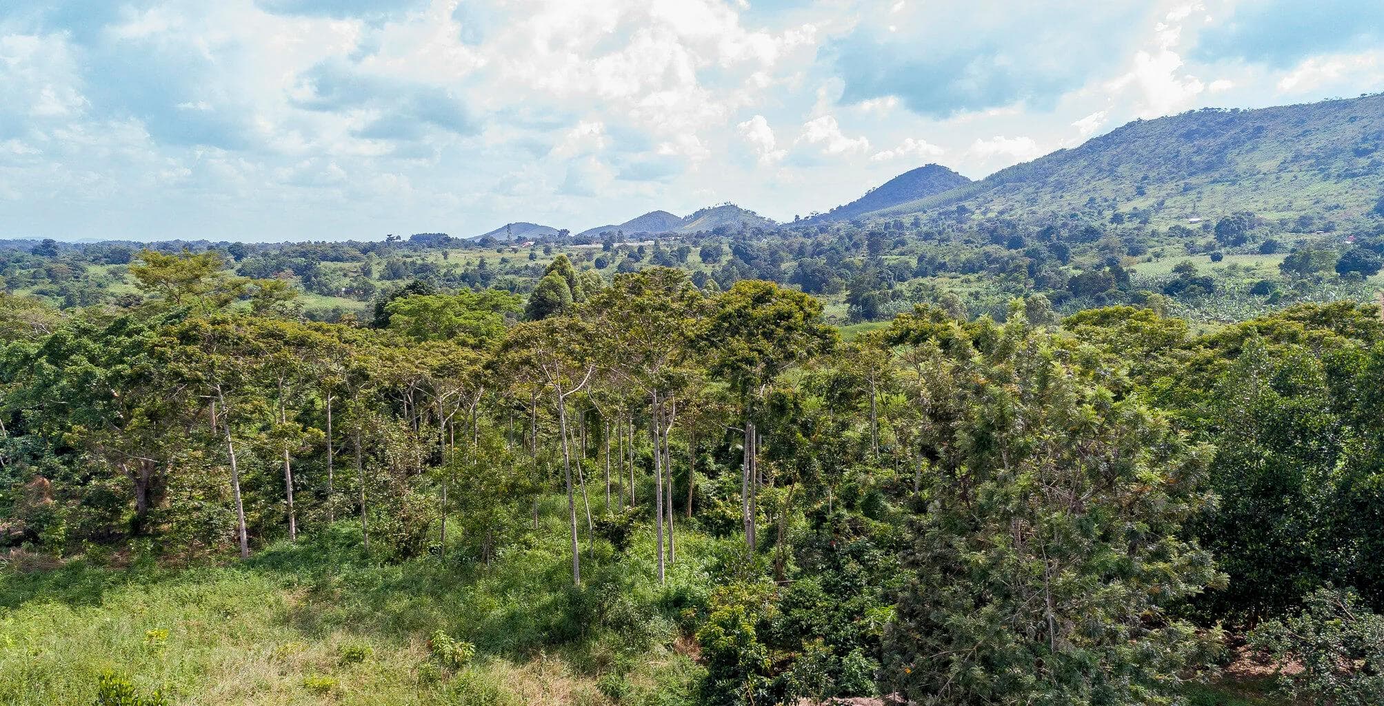 regnskogen i Khasi hills
